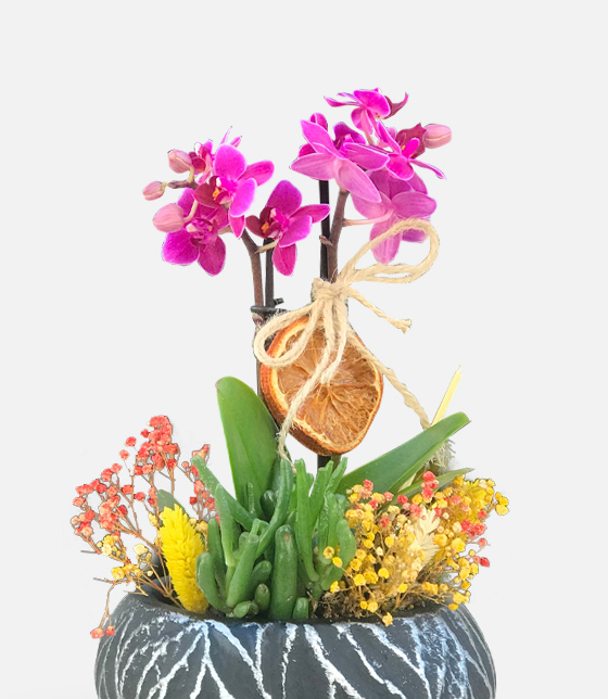 Via Mini Orkide Tasarımı