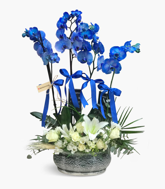 4 Dallı Mavi Orkide Tasarımı