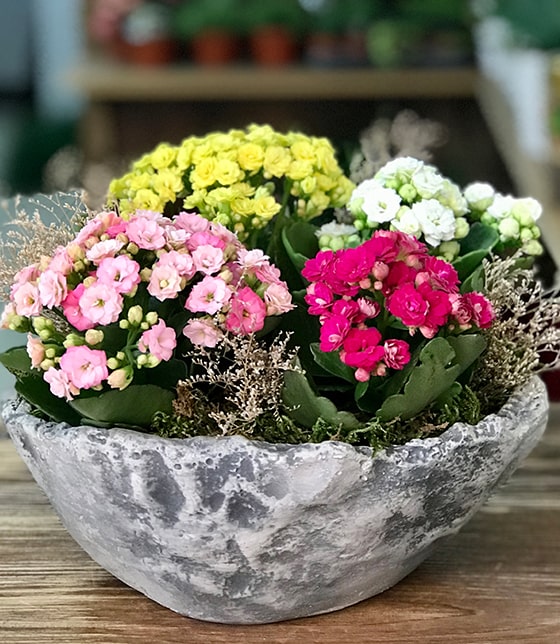 Kalanchoe Tasarım