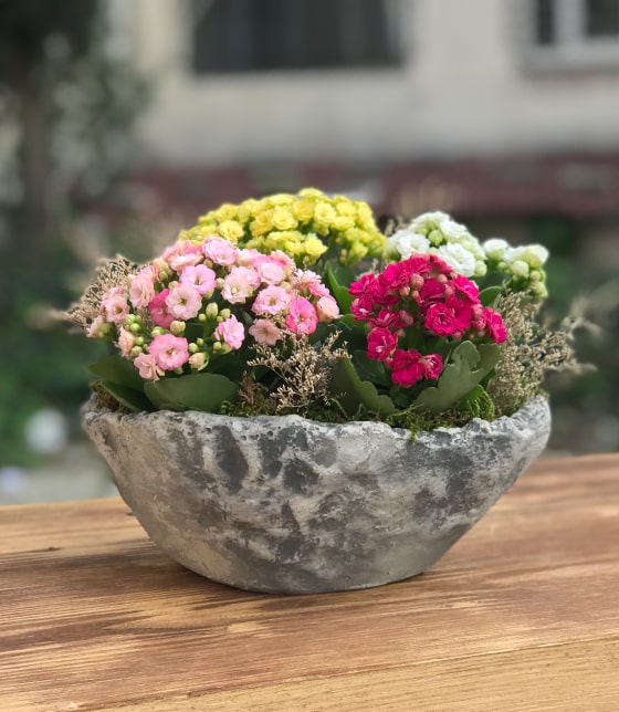 Kalanchoe Tasarım