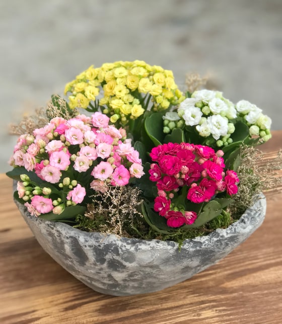 Kalanchoe Tasarım