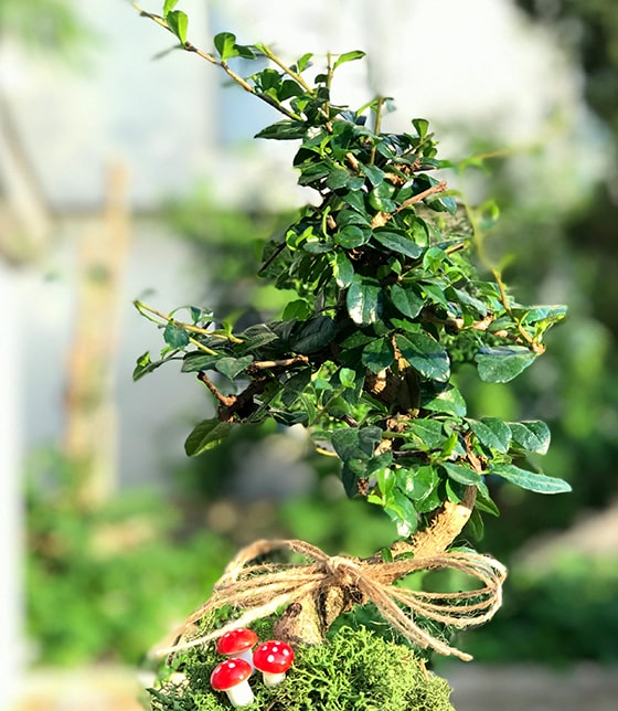 Bonsai Ağacı