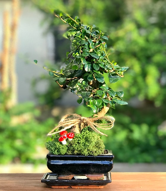 Bonsai Ağacı