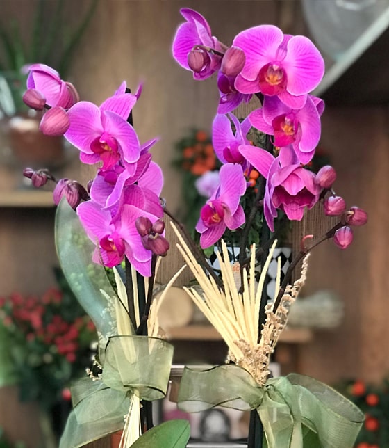 Asaletli Mor 2 Dal Orkide Çiçeği