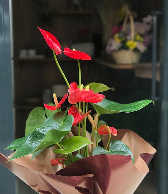 Kırmızı Çiçekli Anthurium