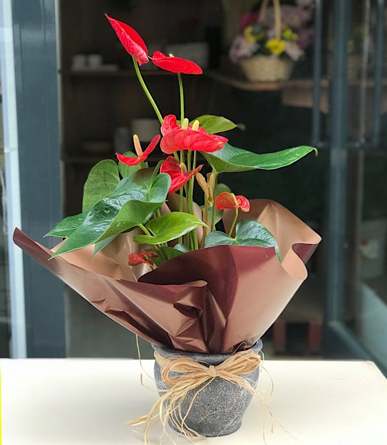 Kırmızı Çiçekli Anthurium