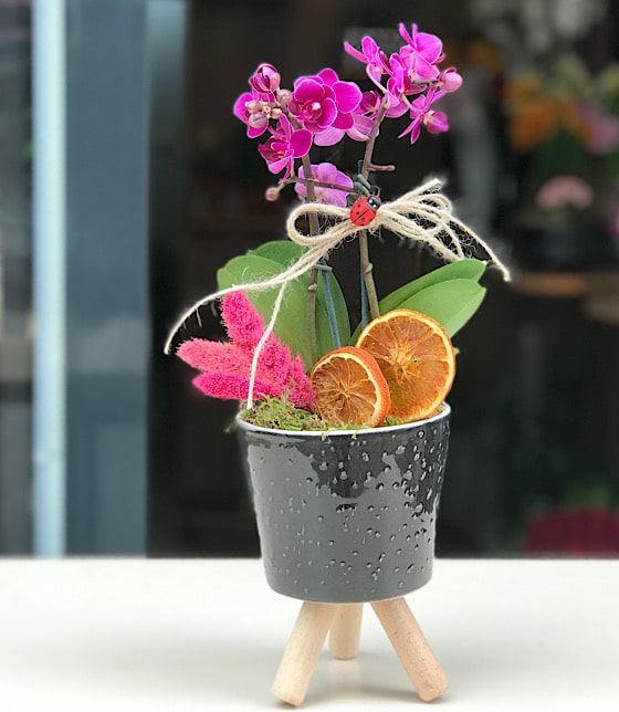Mini Orkide Çiçeği