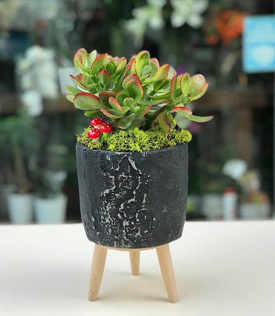 Para Çiçeği Crassula