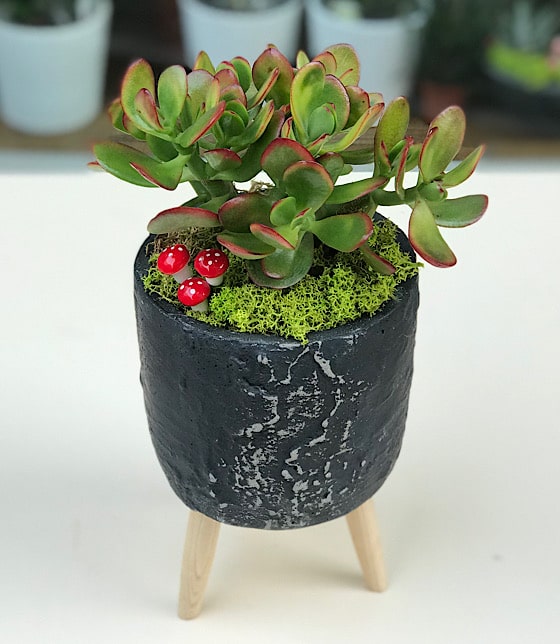 Para Çiçeği Crassula