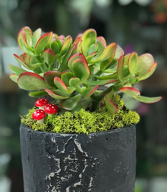 Para Çiçeği Crassula