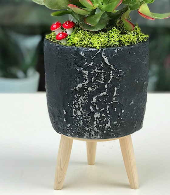 Para Çiçeği Crassula