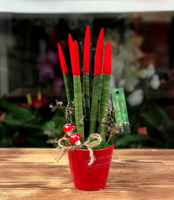  Sansevieria Çiçeği