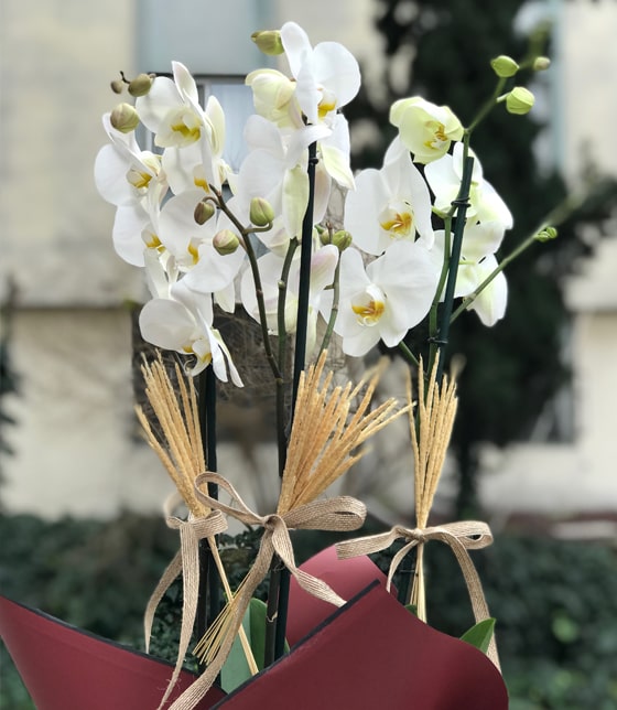 Üç Dallı Beyaz Orkide